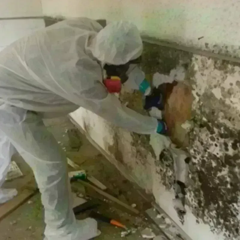 Mold Remediation and Removal in Nottoway County, VA